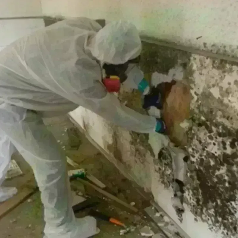 Mold Remediation and Removal in Bremen, IN